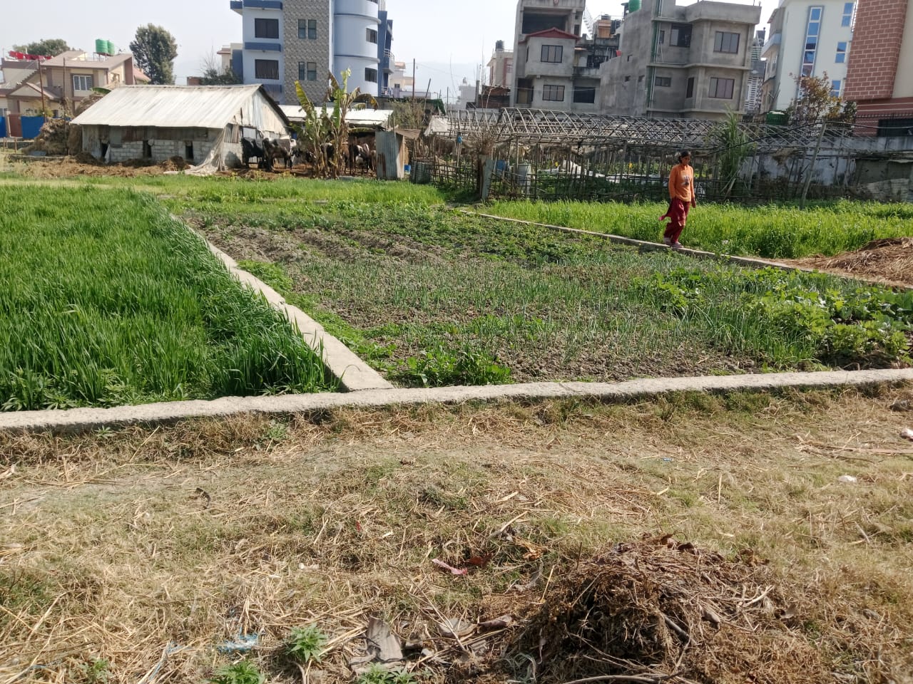 Picture of Mahalaxmi Municipality, Bagmati